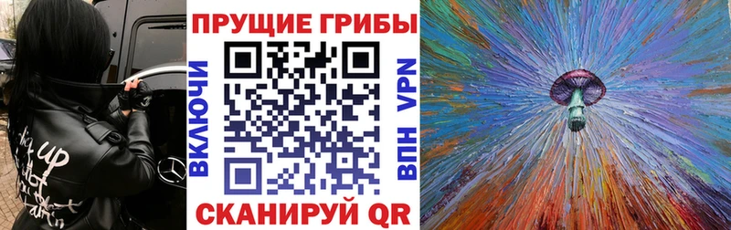 Псилоцибиновые грибы Psilocybe  Кущёвская 